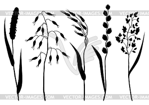 Set of herbs and cereal grass silhouettes. Floral - vector clipart