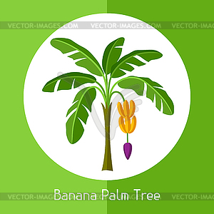 Banana palm tree. exotic tropical plant - stock vector clipart