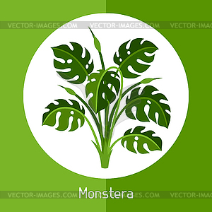 Monstera. exotic tropical plant or bush - vector clipart