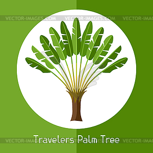 Путешественники пальмы. экзотическое тропическое растение - векторный эскиз