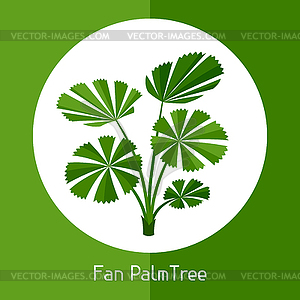 Fan palm tree. exotic tropical plant - vector clip art