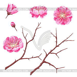 Set of sakura buds or cherry blossom and branches. - vector clipart