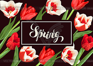 Spring background with red and white tulips. - vector clipart / vector image