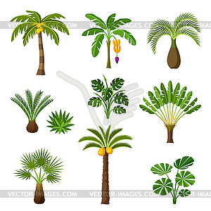 Тропические пальмы установлены. Экзотические тропические растения - клипарт Royalty-Free