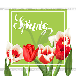 Spring background with red and white tulips. - vector image