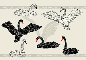 Set of black and white swans. birds - vector clipart