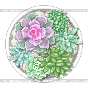 Various succulents in pot. Echeveria, Jade Plant an - vector clipart