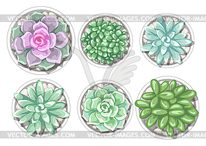 Set of succulents in pots. Echeveria, Jade Plant an - color vector clipart