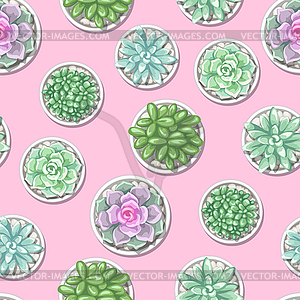 Seamless pattern with succulents. Echeveria, Jade - vector clip art