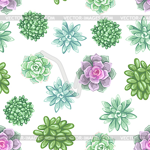 Seamless pattern with succulents. Echeveria, Jade - vector image