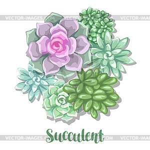 Card with succulents. Echeveria, Jade Plant and - vector image