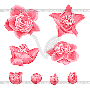 Set of decorative pink roses - vector clip art