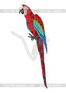 Macaw parrot - vector clip art