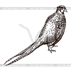 Antique engraving pheasant - vector clip art