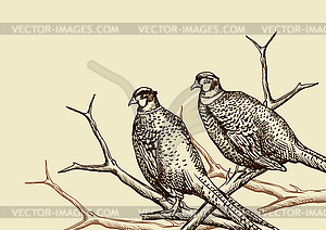 Background with pheasants - vector clip art