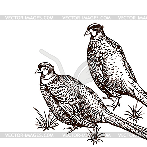 Background with pheasants - vector clipart