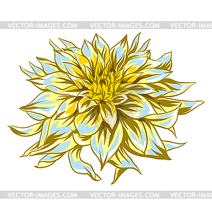 Fluffy yellow dahlia - vector image