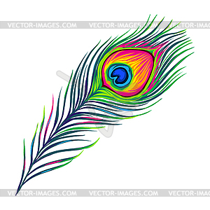 Peacock feather  - vector image