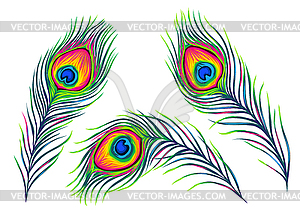 Set of peacock feathers - vector image