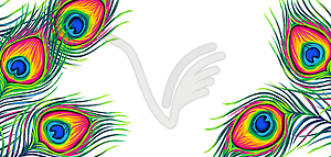 Background with peacock feathers - vector image