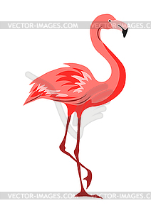 Pink flamingo. Tropical exotic bird - vector image