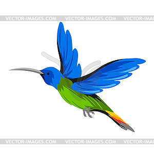 Hummingbird. Tropical exotic bird - vector image