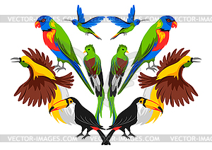 Print design with tropical exotic birds - vector clip art