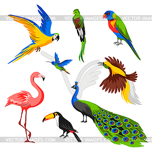 Набор тропических экзотических птиц - изображение в векторном формате