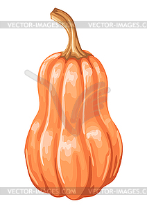 Illustrastion of autumn ripe pumpkin - vector clip art