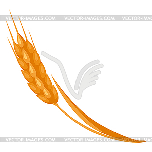 Cartoon ripe ear wheat - vector clipart