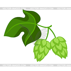 Green hops with leaf - vector image