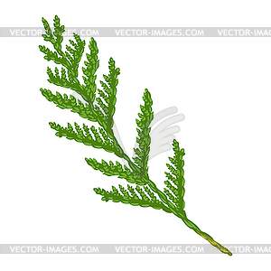 Thuja branch - vector clipart