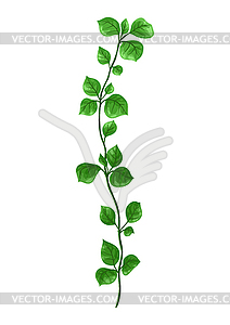 Sprig with green leaves - vector image
