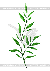 Sprig with green leaves - vector image