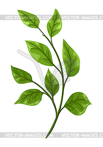 Sprig with green leaves - vector image