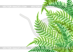 Background with fern leaves - vector clipart