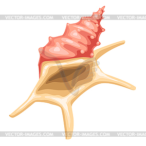 Seashell. Tropical underwater mollusk shell - vector clipart