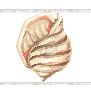 Seashell. Tropical underwater mollusk shell - vector image