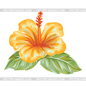 Tropical hibiscus flower - stock vector clipart