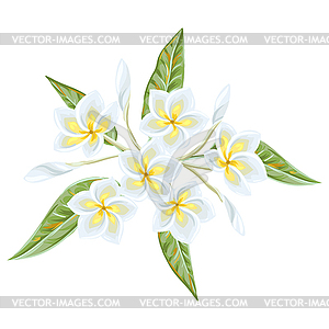 Tropical plumeria flower - vector clip art