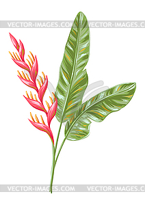 Tropical heliconia flower - vector clipart