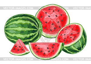 Background with watermelons and slices - vector image