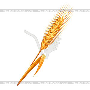 Ripe wheat ear - vector clipart