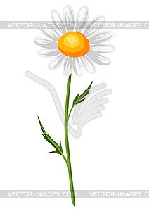 Realistic chamomile. Beautiful flower - royalty-free vector image