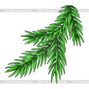 Spruce branch - vector clip art