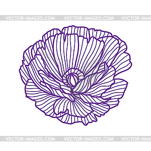 Poppy - vector clipart