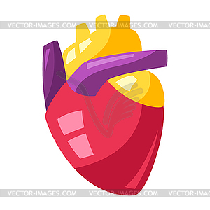 Human heart - vector clip art