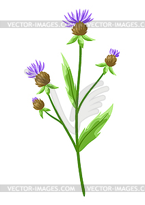Stylized cornflower - vector image