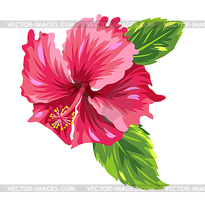 Tropical hibiscus flower - vector clipart