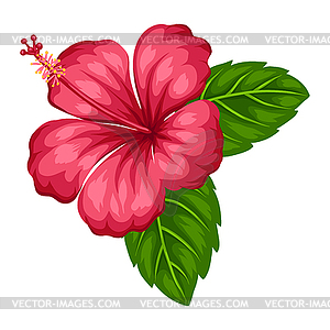 Tropical hibiscus flower - vector image